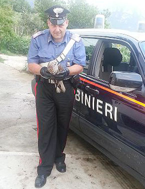 Cusano Mutri: Poiana soccorsa da Carabinieri ed Enpa