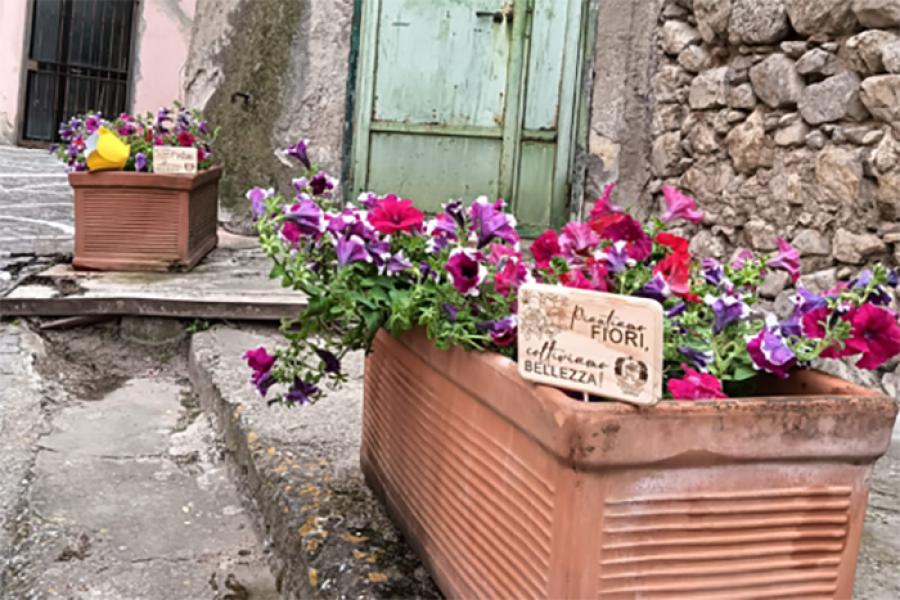 SOLOPACA PIANTIAMO FIORI