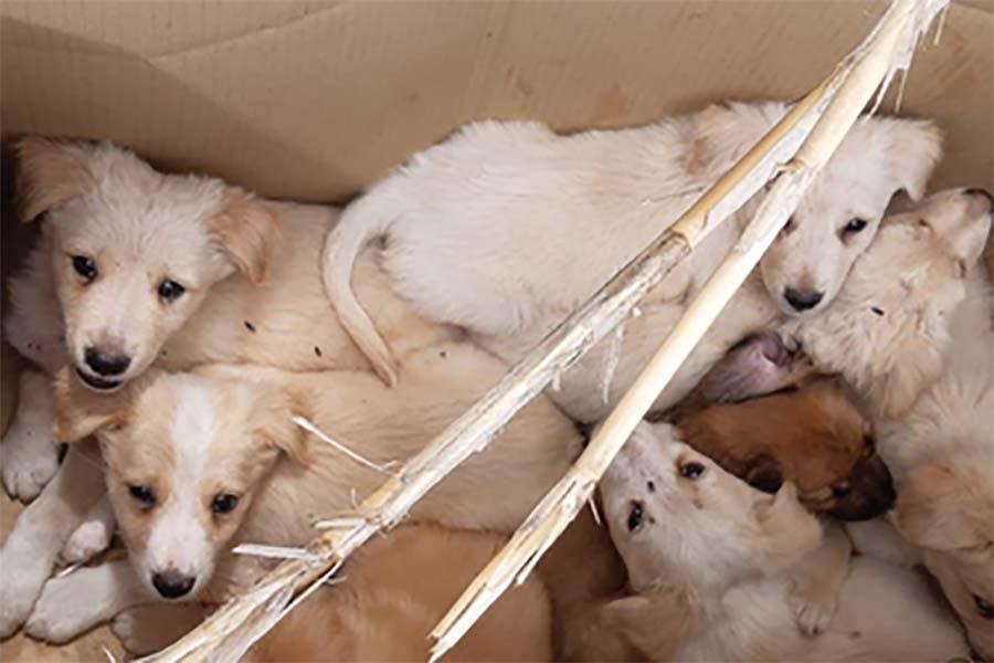 CUCCIOLI ABBANDONATI