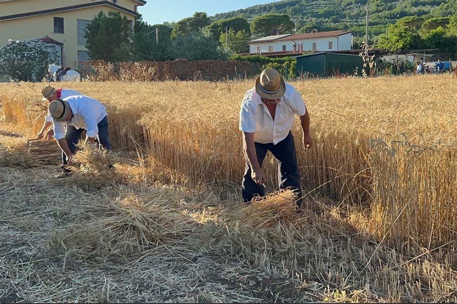 FESTA GRANO CASALI FAICCHIO