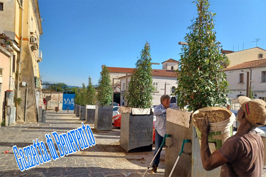 ALBERI PIAZZA PIANO CORTE 01
