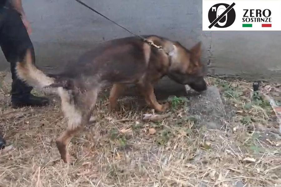 CARABINIERI CANE ANTIDROGA