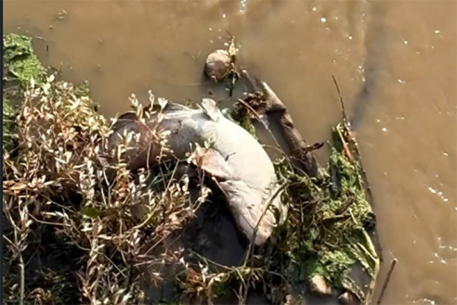 FIUME CALORE PESCI MORTI