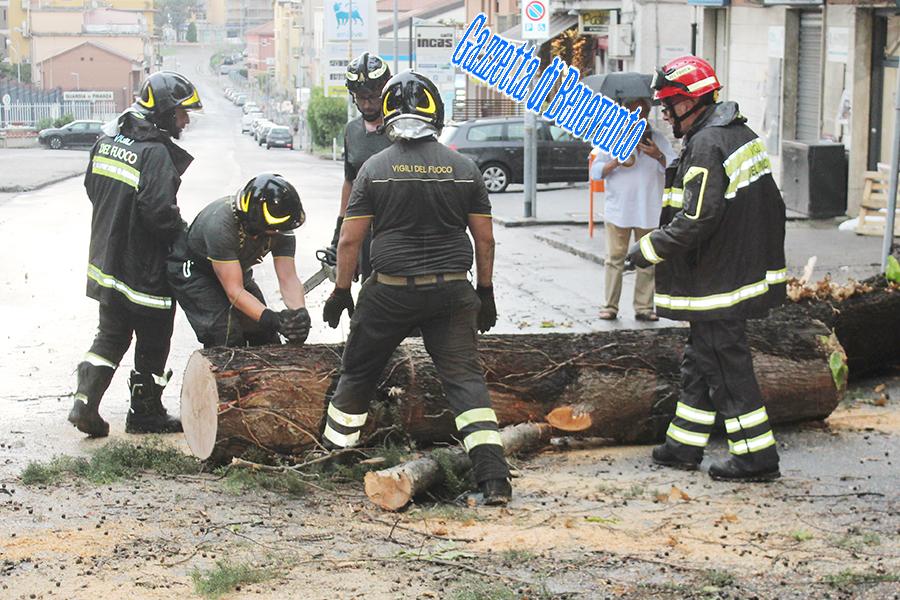 CROLLO ALBERO 03