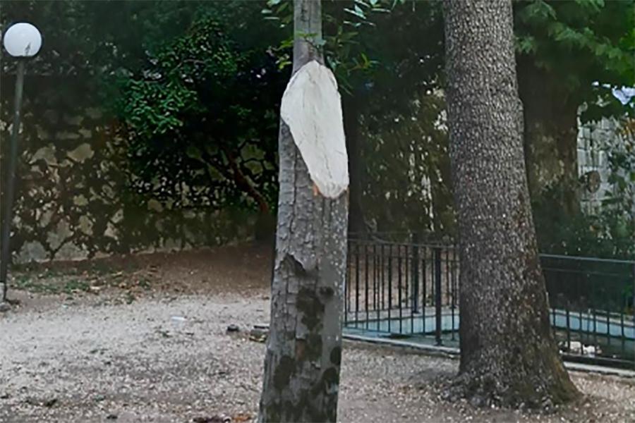 ALBERO VILLA COMUNE