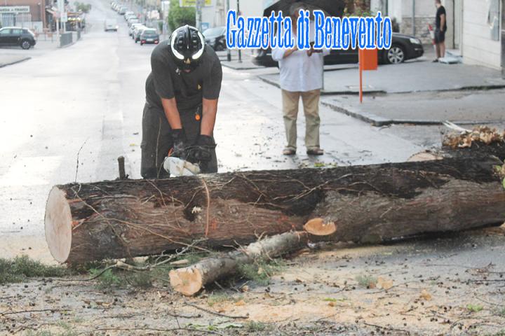 CROLLO ALBERO 05
