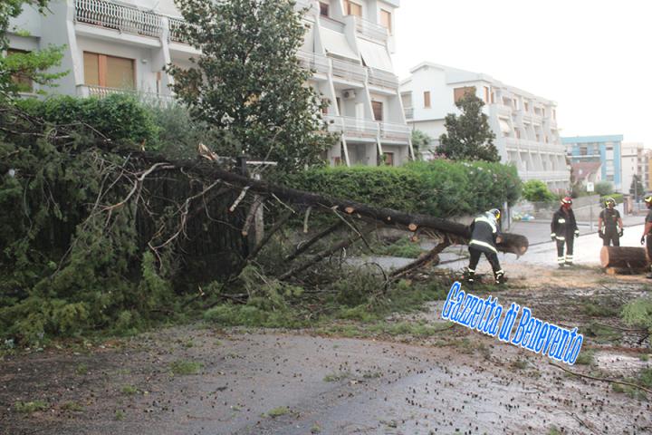 CROLLO ALBERO 08