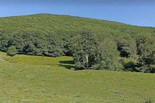 CAMPOSAURO