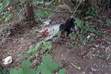 CANE MORTO VALLE CAUDINA