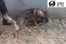 CARABINIERI CANE ANTIDROGA