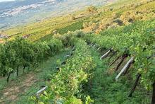 CASTELVENERE VIGNETI DANNEGGIATI