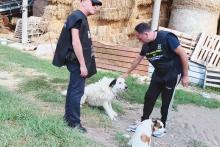 CONTROLLI STOP ANIMAL CRIMES ITALIA