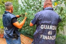 FINANZA PIANTAGIONE MARJIUANA